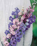 Mixed delphinium: Delphinium Pacific Giant Hybrids