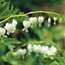 Bleeding heart: Dicentra spectabilis Alba