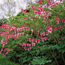Bleeding hearts: Dicentra spectabilis