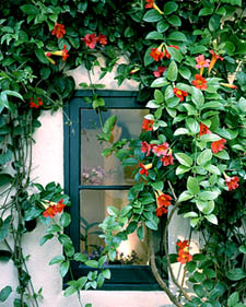 Red trumpet vine: Distictis buccinatoria