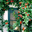 Red trumpet vine: Distictis buccinatoria
