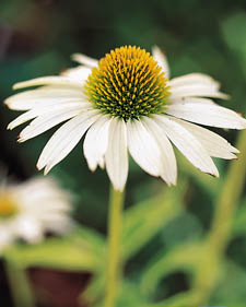 Coneflower: Echinacea purpurea White Swan