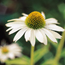Coneflower: Echinacea purpurea White Swan