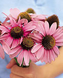 Coneflower: Echinacea purpurea