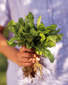 Arugula: Eruca vesicaria