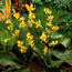 Trout lily: Erythronium revolutum Pagoda