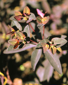 Spurge: Euphorbia dulcis Chameleon