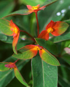 Spurge: Euphorbia griffithii Fireglow