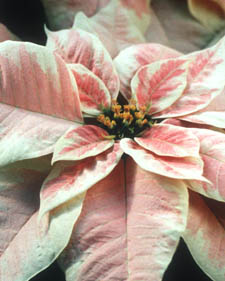 Poinsettia: Euphorbia pulcherrima Angelika Marble