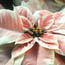 Poinsettia: Euphorbia pulcherrima Angelika Marble