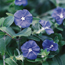 Evolvulus: Evolvulus pilosus Blue Daze