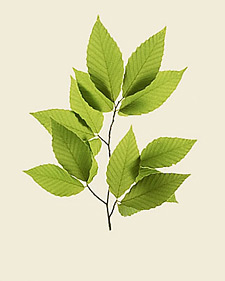 American beech: Fagus grandifolia