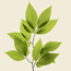 American beech: Fagus grandifolia