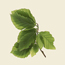 Dawyck beech: Fagus sylvatica Dawyck