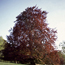 European beech: Fagus sylvatica
