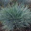 Blue fescue grass: Festuca glauca