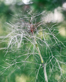 Bronze fennel: Foeniculum vulgare Purpureum