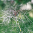 Bronze fennel: Foeniculum vulgare Purpureum
