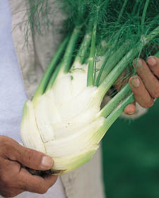Bulb fennel: Foeniculum vulgare var. azoricum