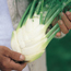 Bulb fennel: Foeniculum vulgare var. azoricum