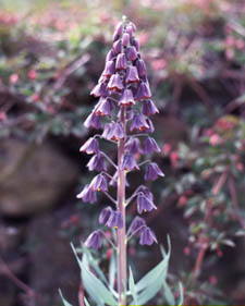 Persian fritillary: Fritillaria persica