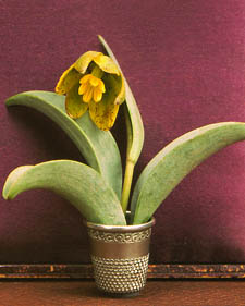 Fritillary: Fritillaria purdyi Tinkerbell