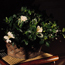 Common gardenia: Gardenia augusta