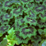 Cranesbill: Geranium phaeum Samobor
