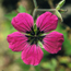 Cranesbill: Geranium psilostemon Patricia