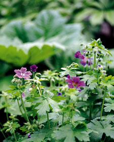 Cranesbill: Geranium x magnificum