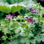 Cranesbill: Geranium x magnificum