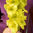 Gladiolus: Gladiolus Green Star