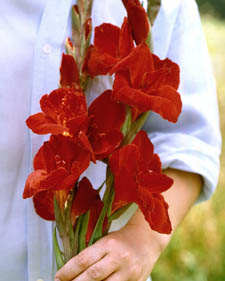 Gladiolus: Gladiolus Oscar