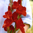 Gladiolus: Gladiolus Oscar