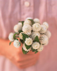 Globe amaranth: Gomphrena globosa White