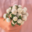Globe amaranth: Gomphrena globosa White