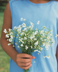Baby's breath: Gypsophila elegans Covent Garden