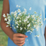Baby's breath: Gypsophila elegans Covent Garden