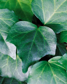 Algerian ivy: Hedera canariensis