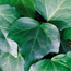 Algerian ivy: Hedera canariensis