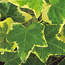 English ivy: Hedera helix Gold Child