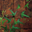 Bird's foot type ivy : Hedera helix Pedata