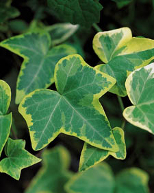 English ivy: Hedera helix