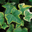 English ivy: Hedera helix