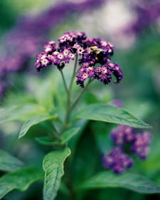 Heliotrope: Heliotropium arborescens Marine