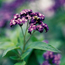 Heliotrope: Heliotropium arborescens Marine