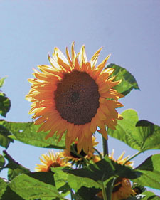 Sunflower: Helianthus annuus Arikara