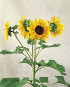 Sunflower: Helianthus annuus Musicbox