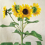 Sunflower: Helianthus annuus Musicbox