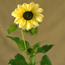 Sunflower: Helianthus debilis ssp. cucumerifolius Italian White